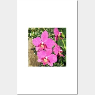 Pink Orchid Collage Posters and Art